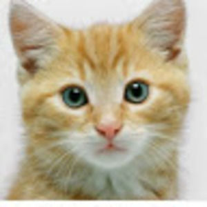 Meet your Posher, Quinnae